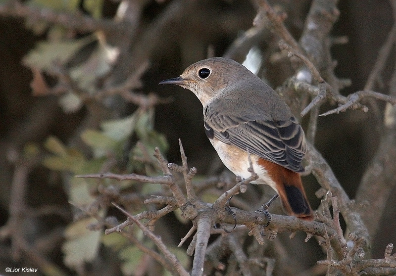   Common Redstart Phoenicurus phoenicurus samamisicus, ,  , 2009.: 